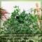 Fake Hanging Mandala Plant with Pot (Mandala) 3.7"D x 3.7"W x 5.7"H